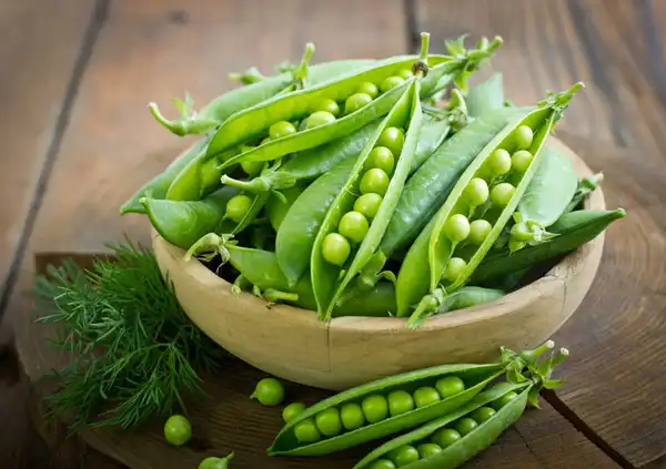 خواص نخود فرنگی خیراندیش در طب سنتی برای پوست و مو و دیابت و لاغری
