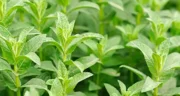 خواص پونه خیراندیش در طب سنتی برای پوست و مو و دیابت و لاغری