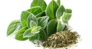 خواص پونه کوهی خیراندیش در طب سنتی برای پوست و مو و دیابت و لاغری