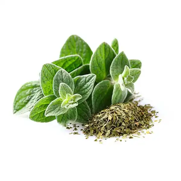 خواص پونه کوهی خیراندیش در طب سنتی برای پوست و مو و دیابت و لاغری