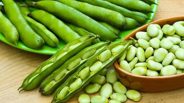 خواص پوست باقلا خیراندیش در طب سنتی برای پوست و مو و دیابت و لاغری