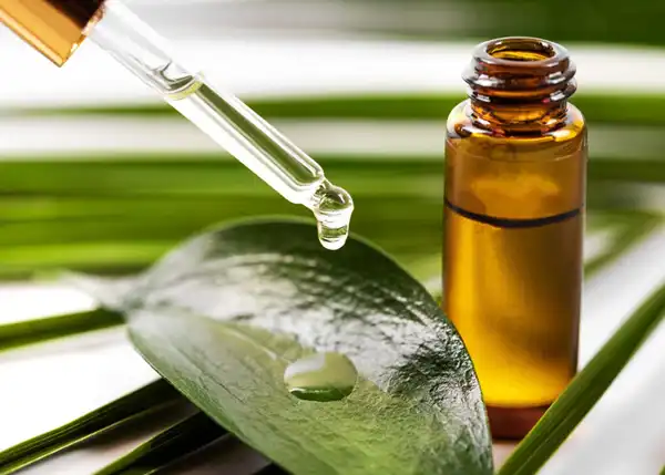 خواص روغن درخت چای خیراندیش در طب سنتی برای پوست و مو و دیابت و لاغری