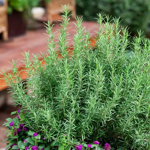 خواص رزماری خیراندیش در طب سنتی برای پوست و مو و دیابت و لاغری