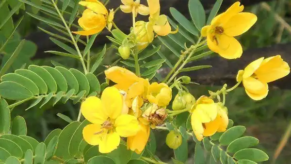 خواص سنا خیراندیش در طب سنتی برای پوست و مو و دیابت و لاغری