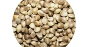 خواص شاهدانه خیراندیش در طب سنتی برای پوست و مو و دیابت و لاغری