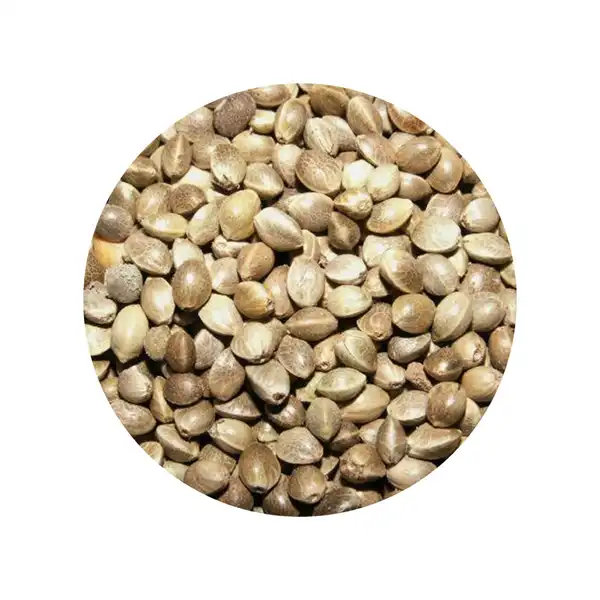خواص شاهدانه خیراندیش در طب سنتی برای پوست و مو و دیابت و لاغری
