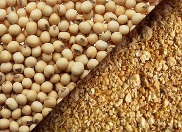 خواص سویا خیراندیش در طب سنتی برای پوست و مو و دیابت و لاغری