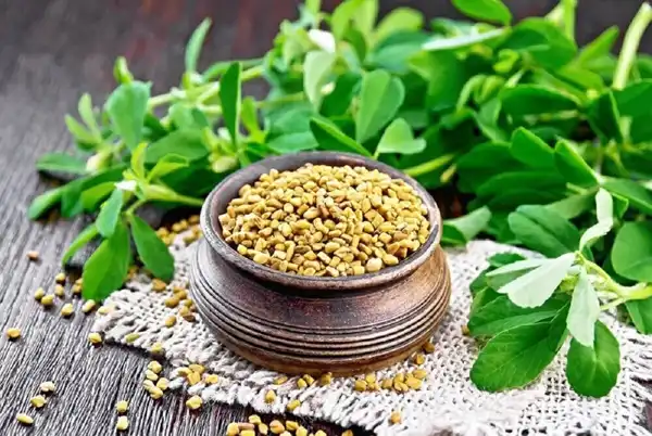 خواص تخم شنبلیله خیراندیش در طب سنتی برای پوست و مو و دیابت و لاغری