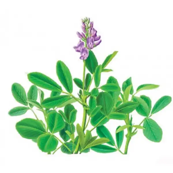 خواص یونجه خیراندیش در طب سنتی برای پوست و مو و دیابت و لاغری