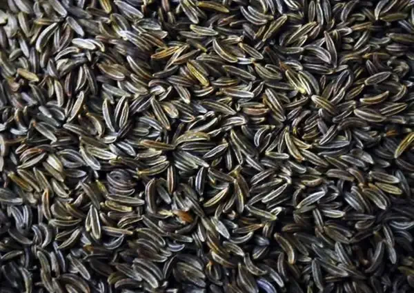 خواص زیره سیاه خیراندیش در طب سنتی برای پوست و مو و دیابت و لاغری