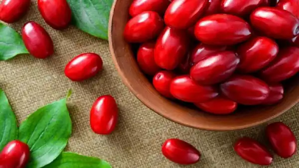 خواص زغال اخته خیراندیش در طب سنتی برای پوست و مو و دیابت و لاغری