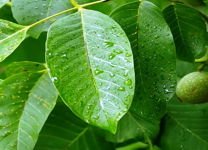 
خواص برگ گردو برای عفونت واژن
خواص برگ گردو برای رحم
خواص برگ گردو برای کیست تخمدان
خواص برگ گردو برای لاغری
مضرات برگ گردو
خواص برگ گردو برای پوست صورت
خواص برگ گردو برای کبد
خواص برگ گردو نی نی سایت